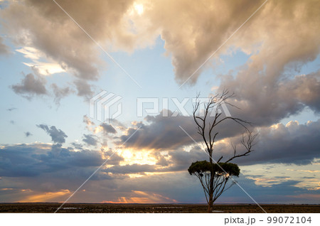 大平原にポツンと生えた木と夕焼け空の写真素材 [99072104] - PIXTA