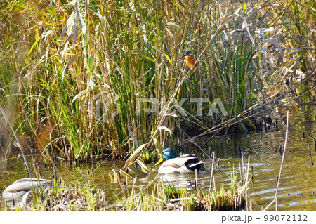 カワセミとマガモ カワセミとマガモ 99072112