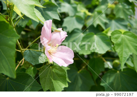 木芙蓉・芙蓉・花・マクロ・咲く 99072197