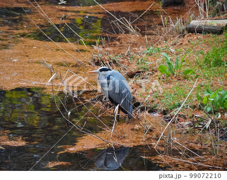 ゴイサギ ゴイサギ 99072210