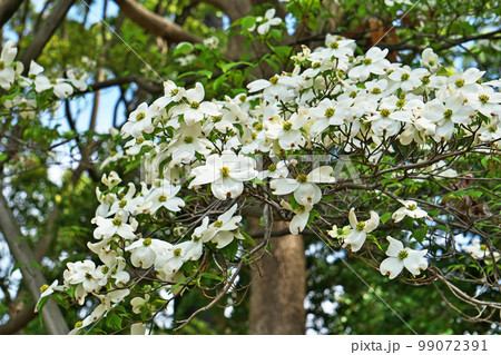 ハナミズキ　⭐️ 白花　⭐️ 花付き　4.26撮影 白いハナミズキの花（春、四月）の写真素材 [99072391] - PIXTA