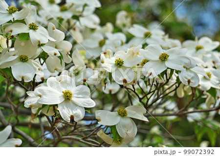 白いハナミズキの花（春、四月）の写真素材 [99072392] - PIXTA