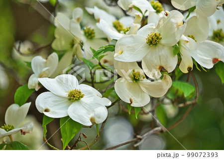 白いハナミズキの花（春、四月）の写真素材 [99072393] - PIXTA