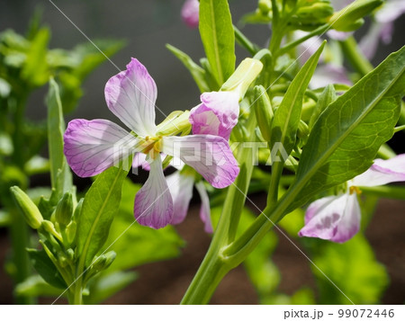 大根の花 99072446
