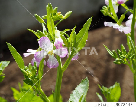 大根の花 99072447