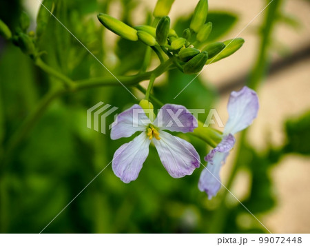 大根の花 99072448