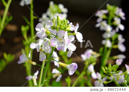 大根の花 大根の花 99072449