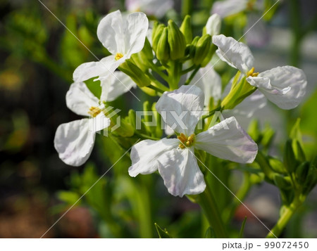 大根の花 99072450