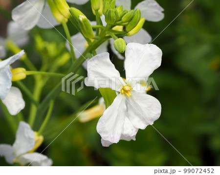 大根の花 大根の花 99072452