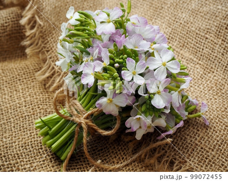 大根の花 99072455