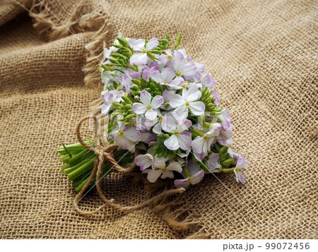 大根の花 大根の花 99072456