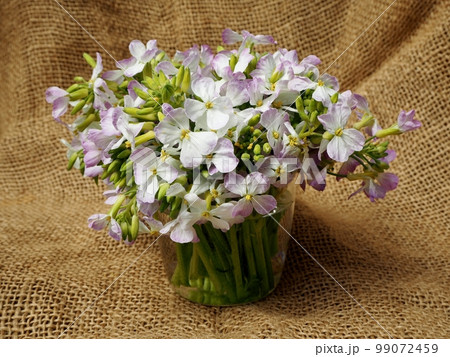 大根の花 大根の花 99072459