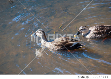 氷のゆるむ池のカモ二羽 99072544