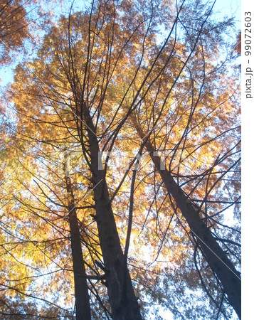 紅葉した木 紅葉した木 99072603