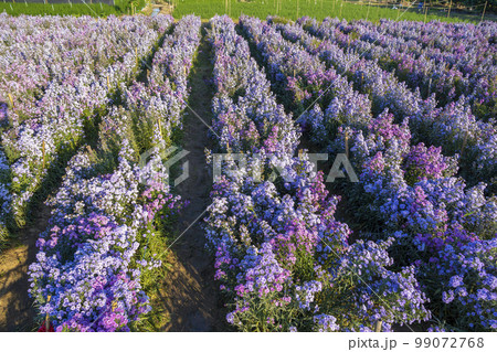 The Top view of Margaret flower field. North, Thailand. 99072768