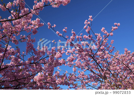 青空と河津桜アップ 青空と河津桜アップ 99072833