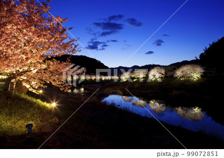 下賀茂の河津桜夜景と青野川と桜並木 下賀茂の河津桜夜景と青野川と桜並木 99072851