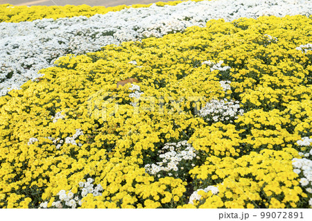A full frame photograph of yellow and white colored chrysanthemum flowers in the garden. 99072891