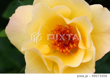 黄色いパステル調の花びらに中心部が濃いオレンジ色のキンカチャの花を正面からマクロ接写撮影。 99073006