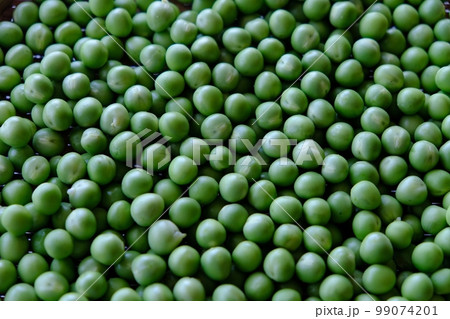 うすい豌豆 99074201
