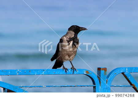 Gray crow in the city park on the seashore. 99074268