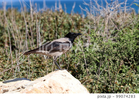Gray crow in the city park on the seashore. 99074283