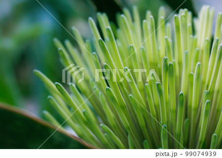 Exotic fresh green flower Dracaena pethera, Sansevieria kirkii known as star sansevieria. Succulent plant native to Tanzania surrounding region in East Africa. Conical inflorescence in tropical garden 99074939