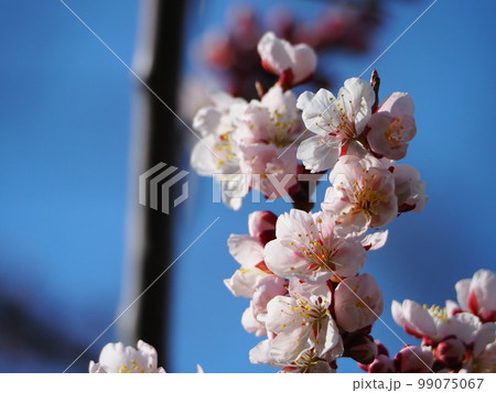 美しい梅の花のクローズアップ 99075067
