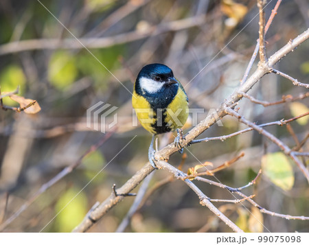 Cute bird Great tit, songbird sitting on the branch with blured background Cute bird Great tit, songbird sitting on the branch with blured background 99075098