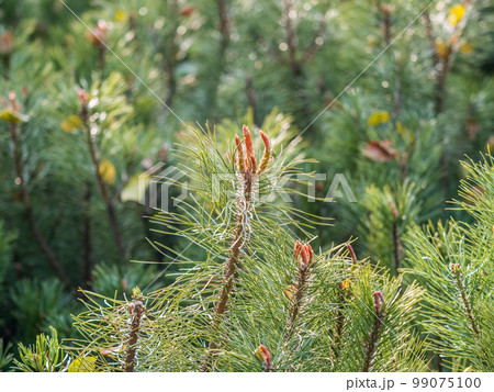 Green small pine trees with fresh shoots in spring or summer Green small pine trees with fresh shoots in spring or summer 99075100