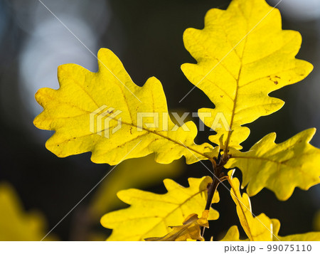 Oak branches with yellow leaves in autumn park 99075110