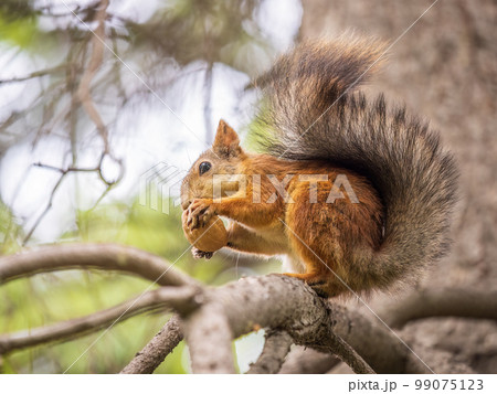 The squirrel with nut sits on tree in the autumn. Eurasian red squirrel, Sciurus vulgaris. 99075123
