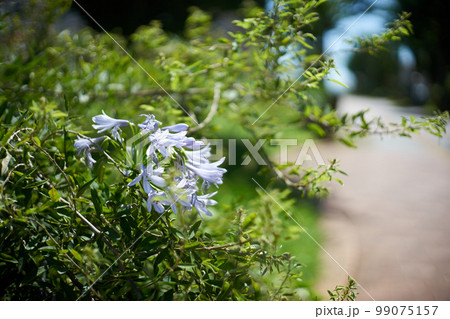 アガパンサス・植え込み・道端・道路脇・花びら・花・咲く 99075157