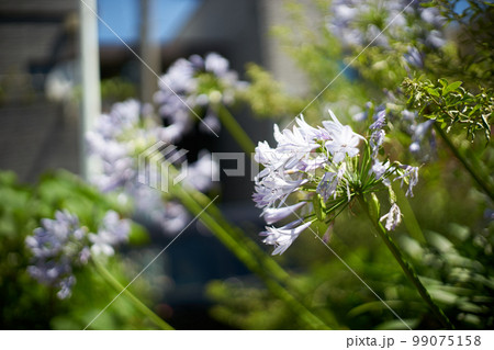 アガパンサス・花・マクロ 99075158