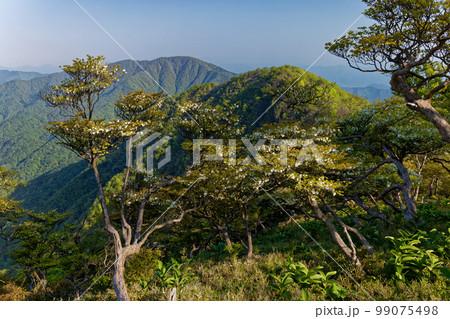 シロヤシオツツジ咲く丹沢・檜洞丸稜線から見る大室山 シロヤシオツツジ咲く丹沢・檜洞丸稜線から見る大室山 99075498