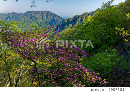 丹沢山地・石棚山のミツバツツジと大室山の眺め 丹沢山地・石棚山のミツバツツジと大室山の眺め 99075814