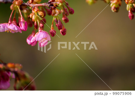河津桜 河津桜 99075906