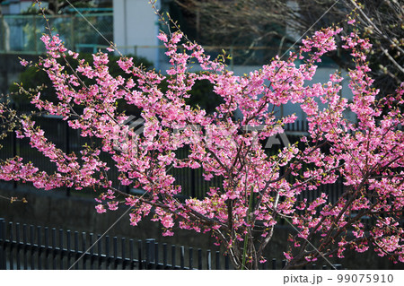 河津桜 河津桜 99075910