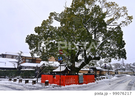 積雪の京都市北区上賀茂 社家町の大楠 積雪の京都市北区上賀茂 社家町の大楠 99076217