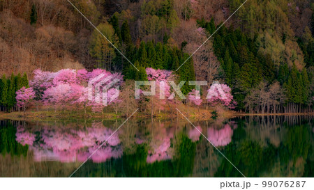 中綱湖の桜 中綱湖の桜 99076287