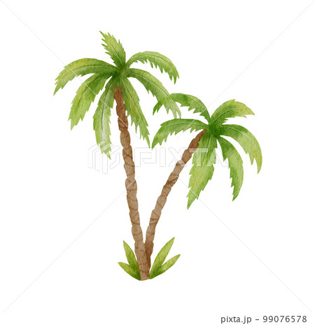 Green palm tree. Tropical plant. Watercolor illustration isolated on white background. Green palm tree. Tropical plant. Watercolor illustration isolated on white background. 99076578
