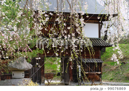 春の信州飯山城址公園櫓門にかかるしだれ桜 99076869