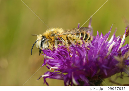 Detailed closeup on a hairy male Pantaloon bee, Dasypoda hirtipes sitting on a purple knapweed flower Detailed closeup on a hairy male Pantaloon bee, Dasypoda hirtipes sitting on a purple knapweed flower 99077035