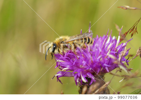 Detailed closeup on a hairy male Pantaloon bee, Dasypoda hirtipes sitting on a purple knapweed flower Detailed closeup on a hairy male Pantaloon bee, Dasypoda hirtipes sitting on a purple knapweed flower 99077036