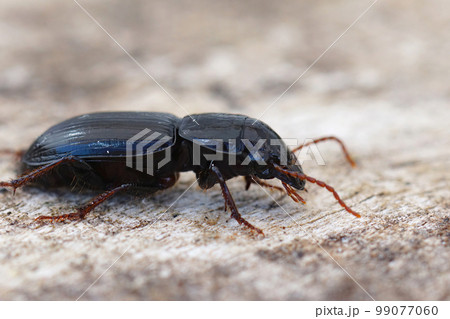 Closeup on a bulky dark colored European ground beetle, Acinopus picipes , Carabidae Closeup on a bulky dark colored European ground beetle, Acinopus picipes , Carabidae 99077060