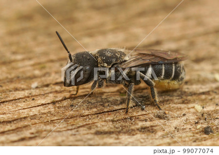 Closeup of a female small resin bee, Heriades crenulatus in the Gard , France 99077074