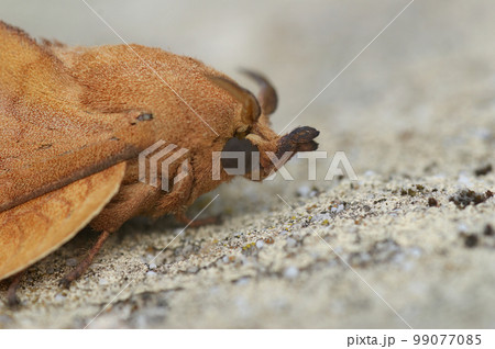 Closeup on the oak lutestring Drepanidae moth, Cymatophorina diluta, sitting on wood Closeup on the oak lutestring Drepanidae moth, Cymatophorina diluta, sitting on wood 99077085