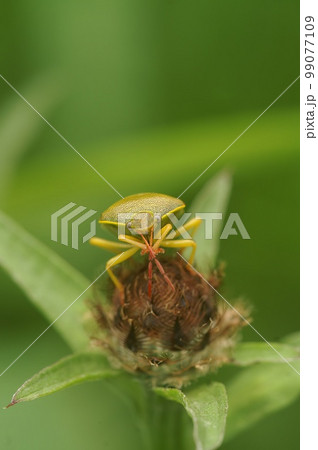 Closeup on a colorful adult gorse shield bug,Piezodorus lituratus sitting on vegetation Closeup on a colorful adult gorse shield bug,Piezodorus lituratus sitting on vegetation 99077109