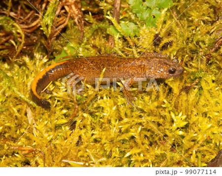 Closeup of the rare Japanese Tsushima salamander, Hynobius tsuensis sitting on green moss 99077114