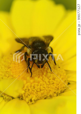 Vertical closeup on a Patchwork leafcutter solitary bee, Megachile centuncularis, sitting on a bright yellow flower Vertical closeup on a Patchwork leafcutter solitary bee, Megachile centuncularis, sitting on a bright yellow flower 99077127